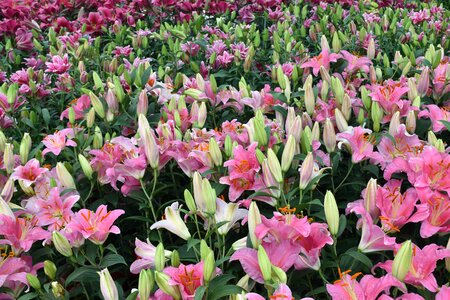 Nature summer tulip