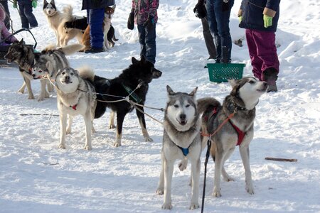 Dog sani husky