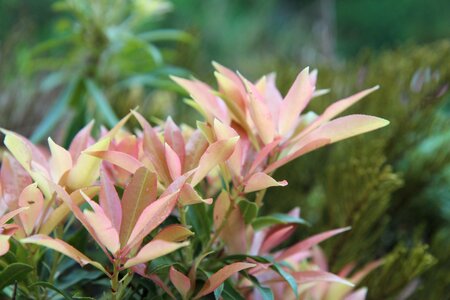 Perennial shrub japonica photo