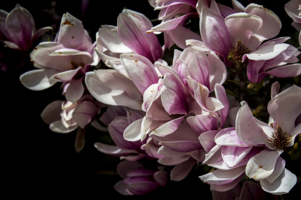 Petal garden floral