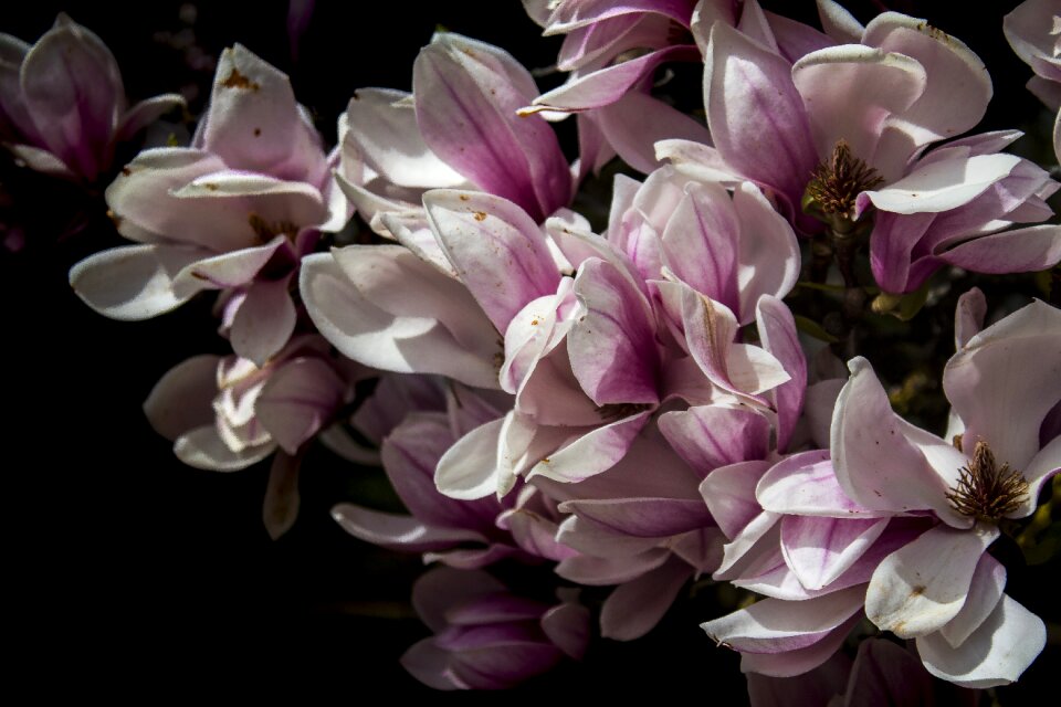 Petal garden floral photo