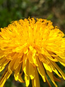 Yellow dandelion may photo