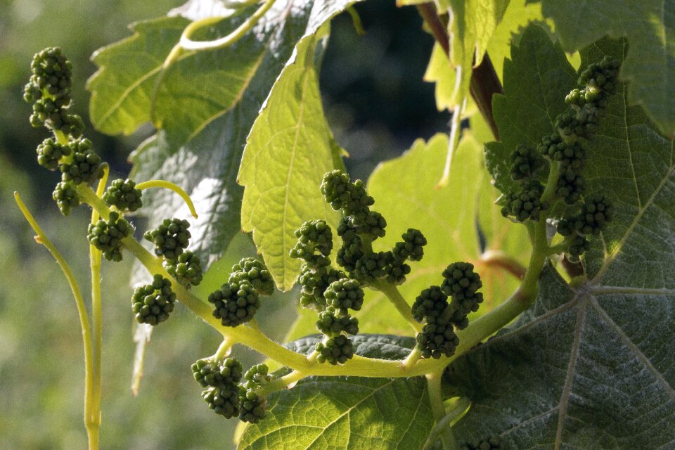 Plant guide fruit nature