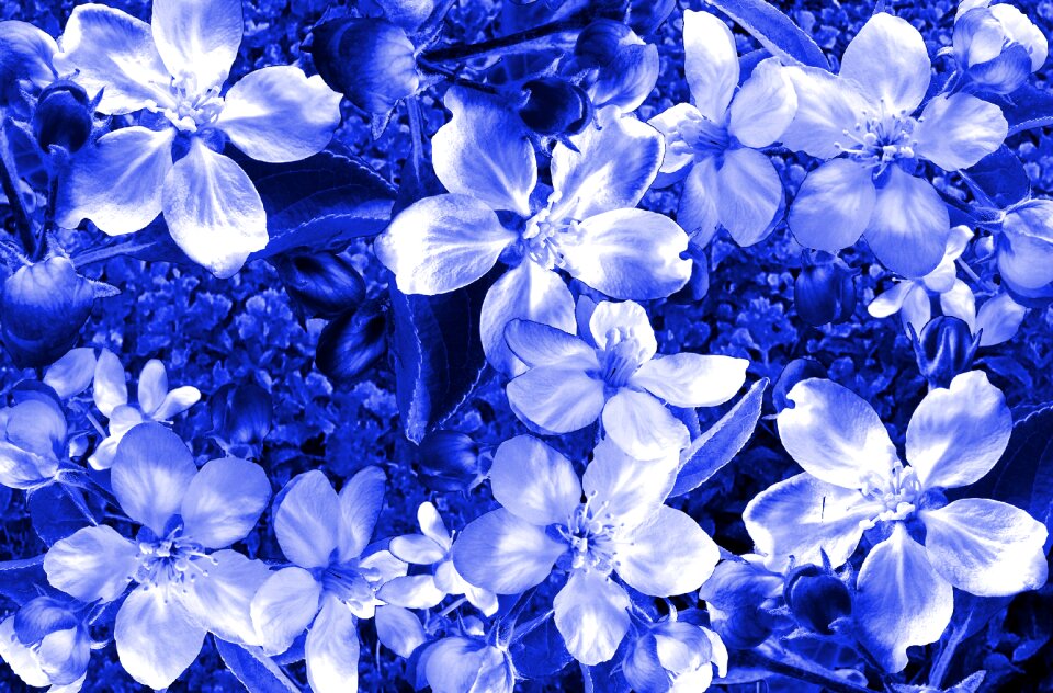 Floral garden petal