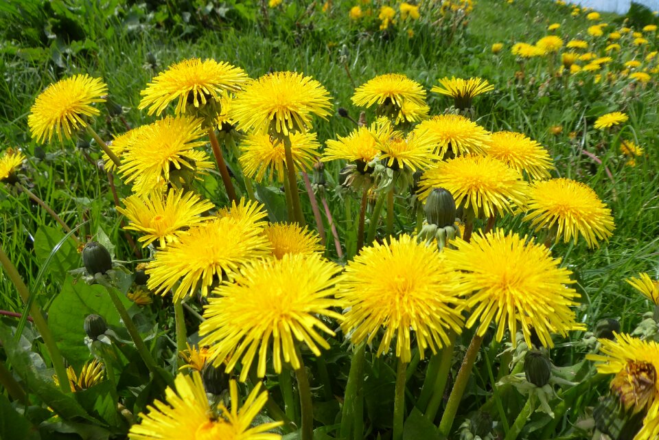 Summer garden grass