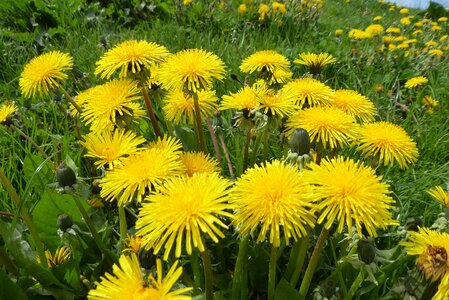 Summer garden grass