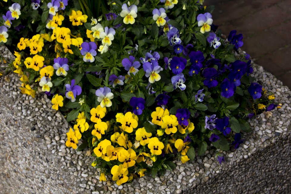 Garden leaf flowers