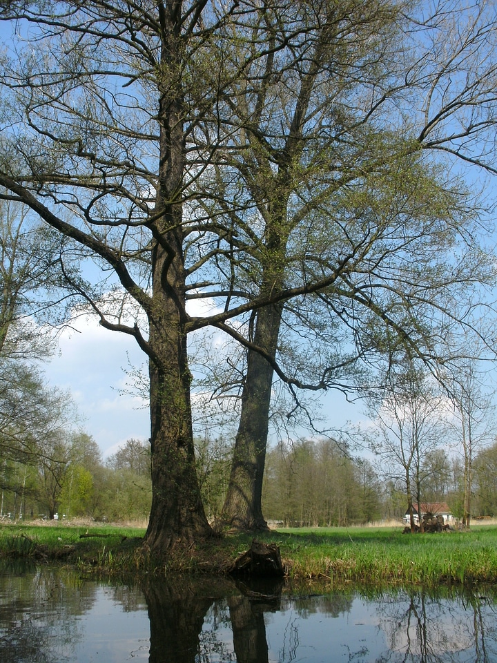 Landscape river spree