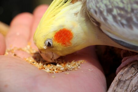 Animal world trustful hand