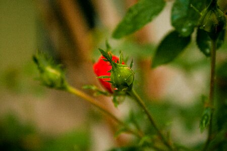 Insect flower plant
