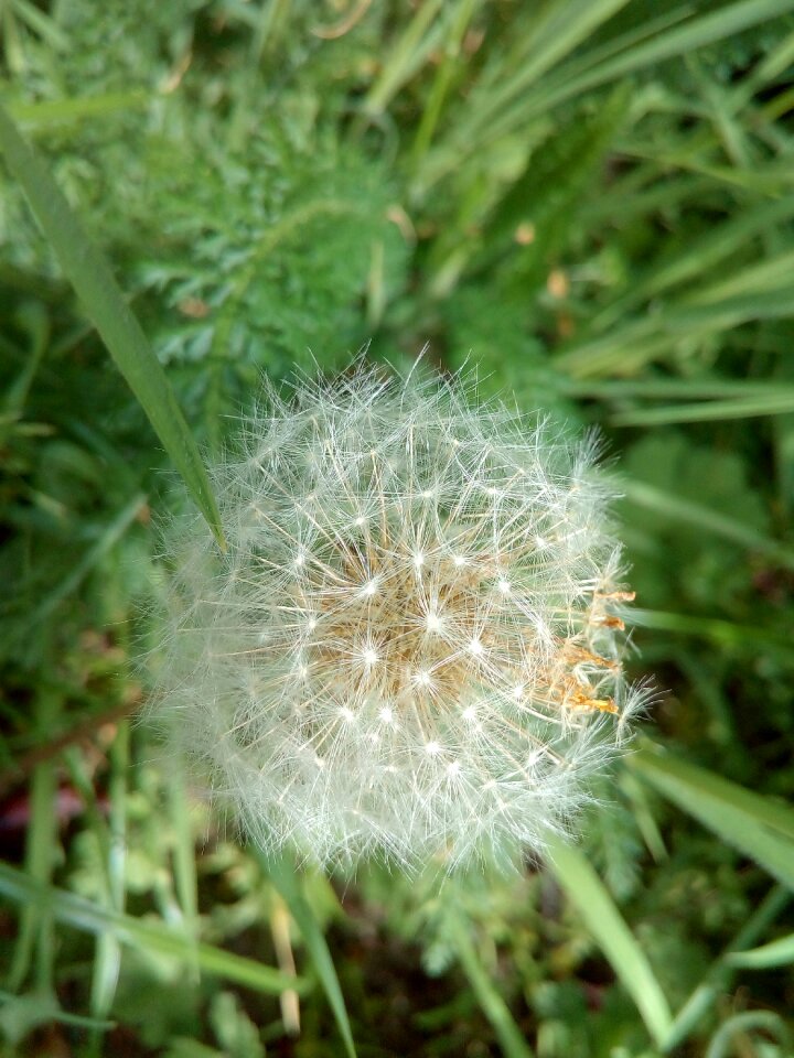 Summer dandelion flower