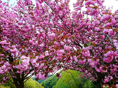 Cherry plant spring