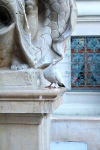 Stone marble dove photo