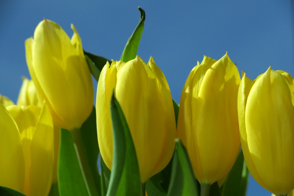 Easter nature flower