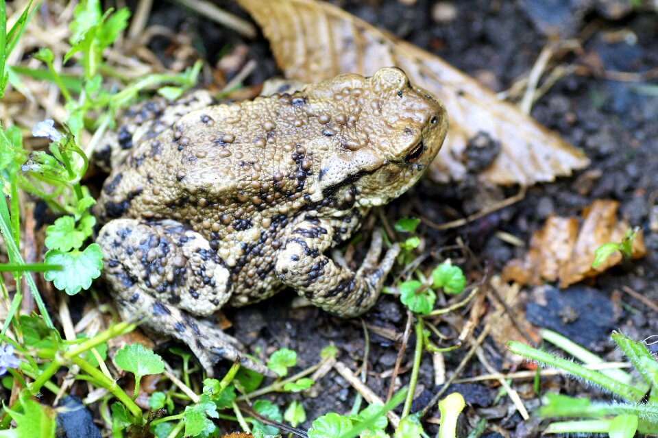 Amphibian blisters spring