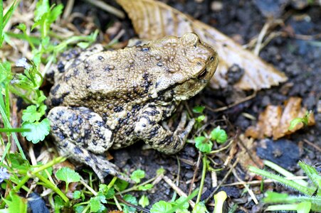 Amphibian blisters spring photo