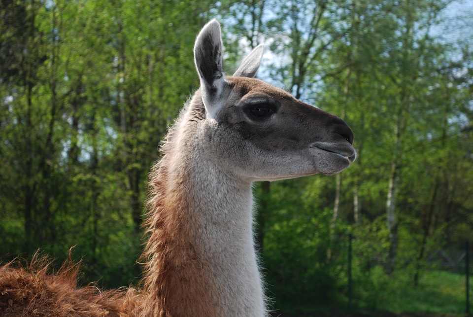 Animal wildlife wild