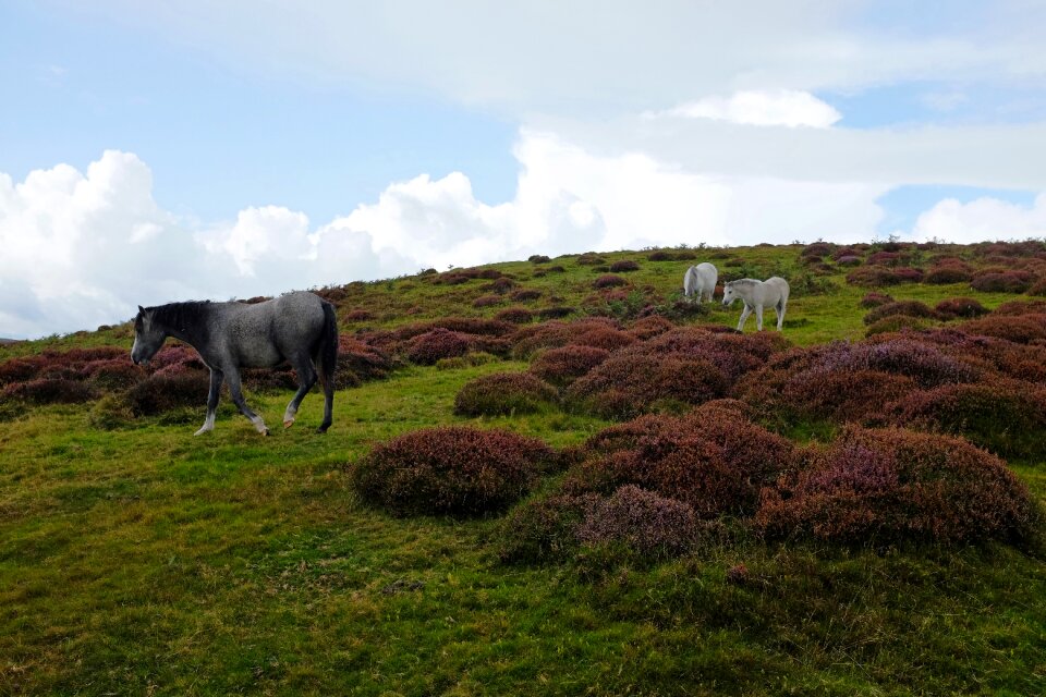 Outdoors field horse