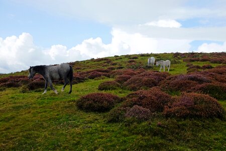 Outdoors field horse photo