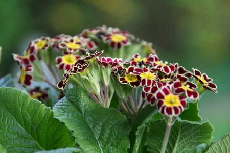 Garden nature flower