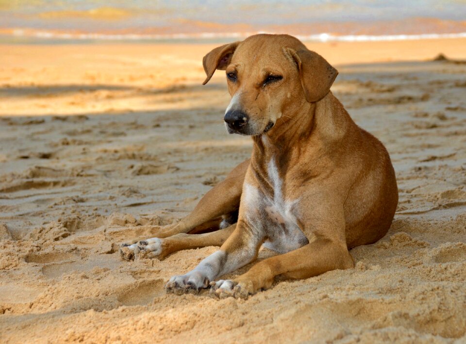 Dog sand Free photos
