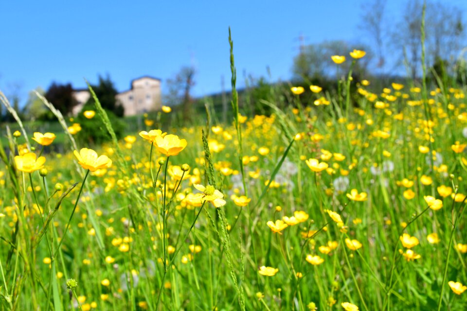 Field nature flower