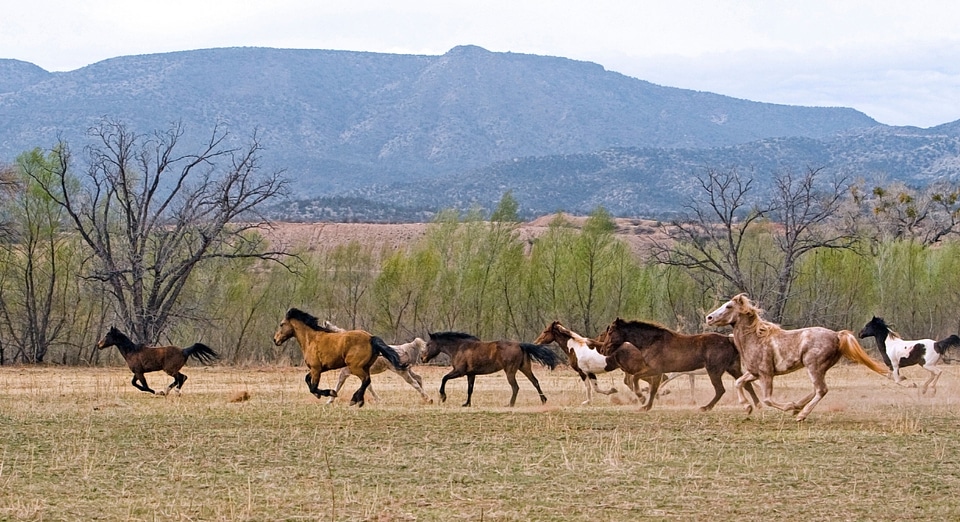 Stallion ranch equestrian photo