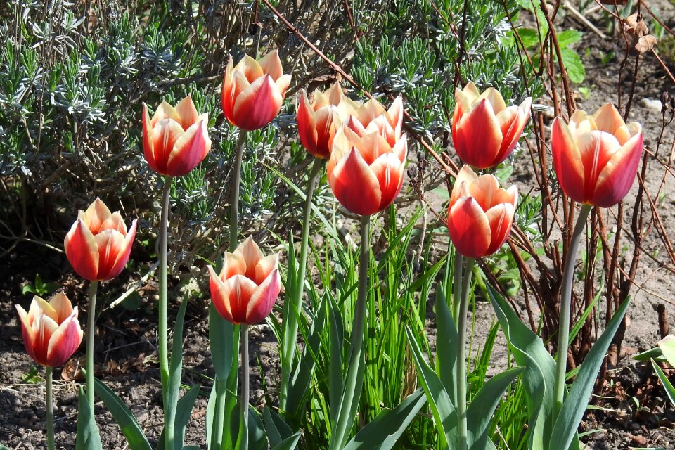 Plant tulip nature