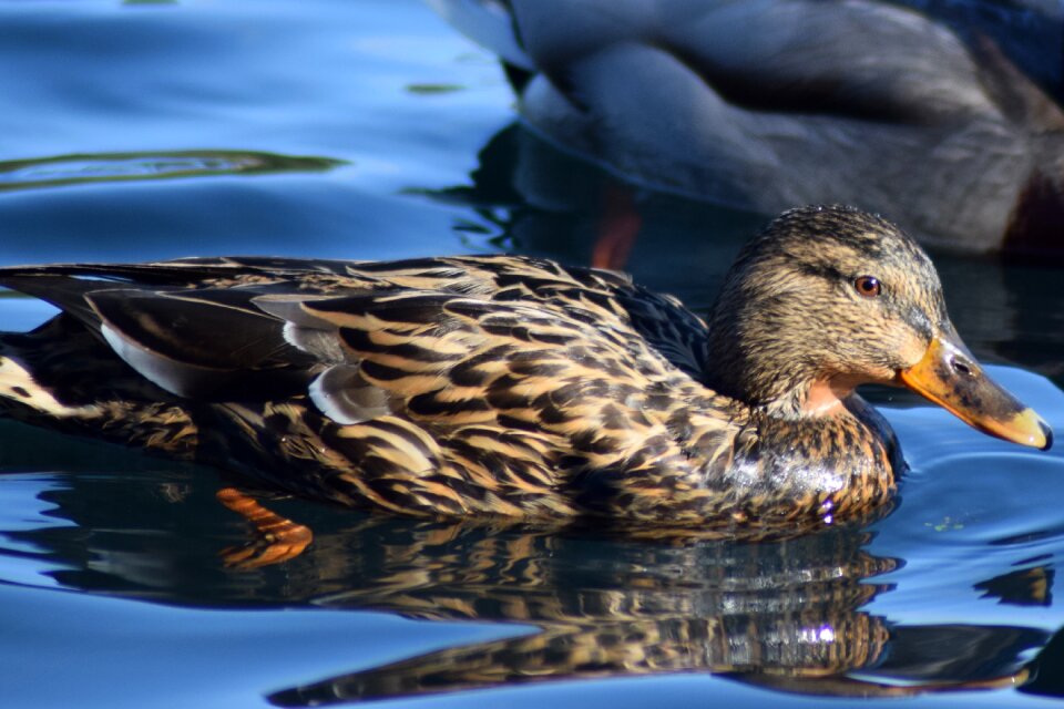 Wildlife lake mallard