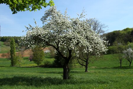 Flower grass apple tree