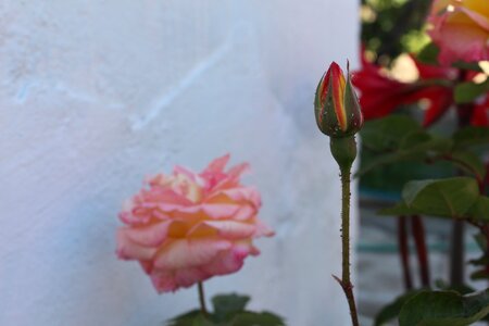 Garden leaves rose