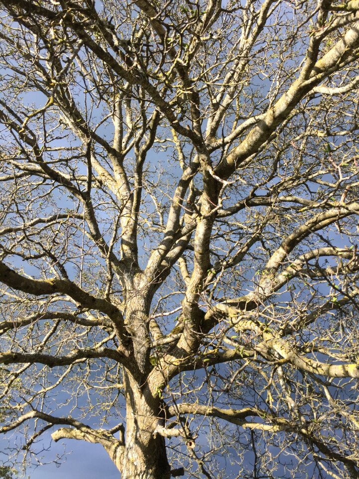 Landscape nature walnut