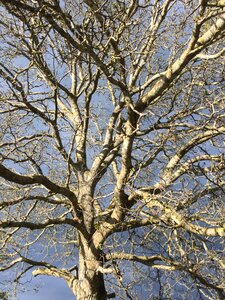 Landscape nature walnut