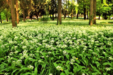 White flowers forest flower flowery meadow photo