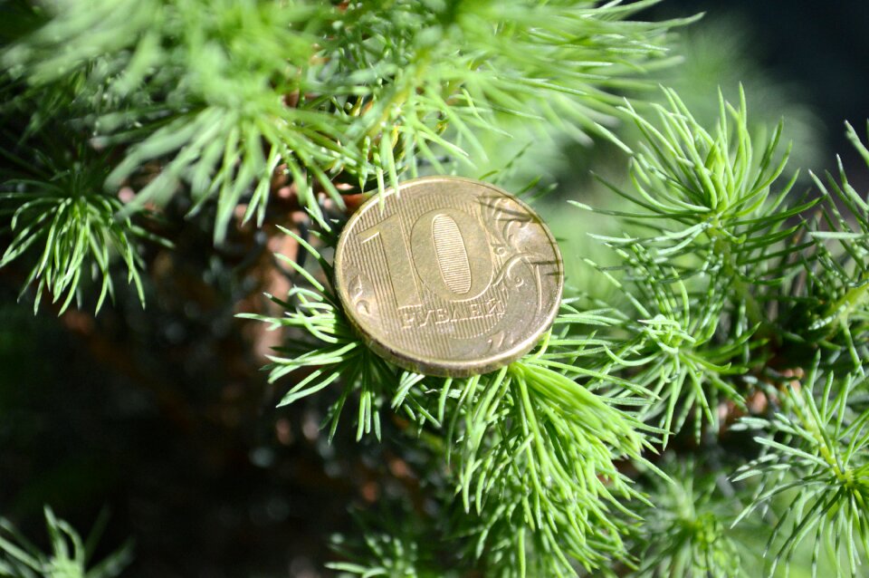 Nature branch ruble