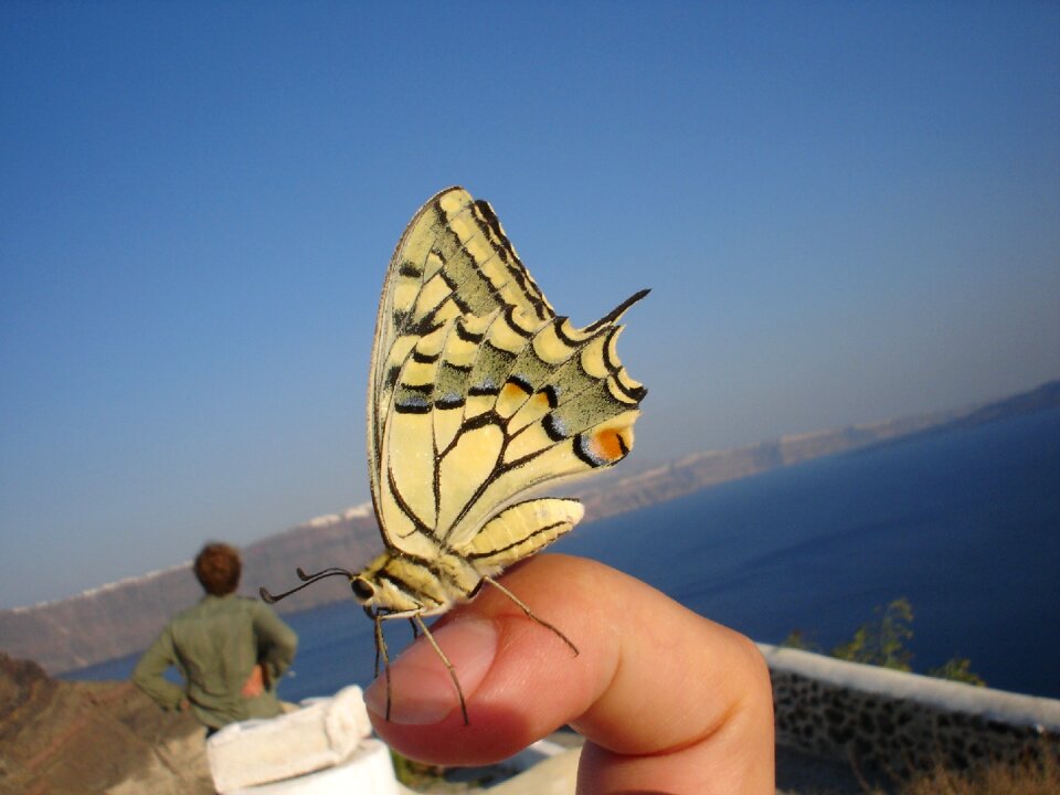 Butterfly insect close up photo