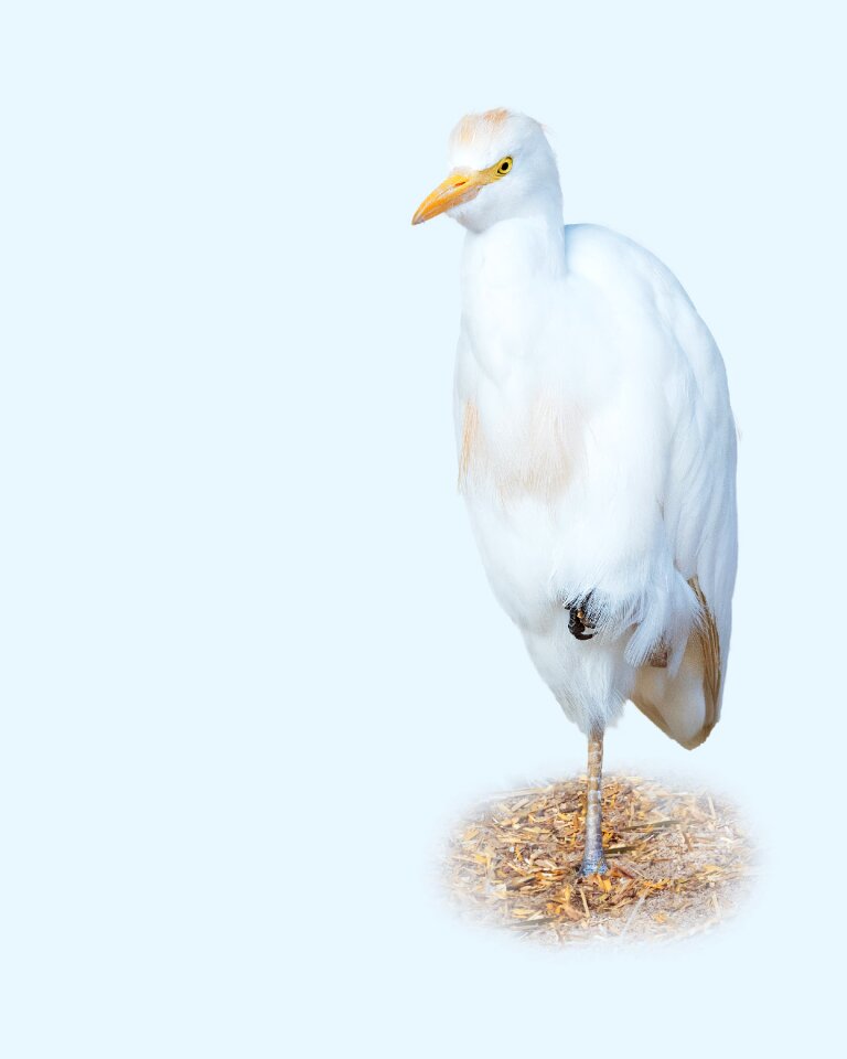 Animal white gull