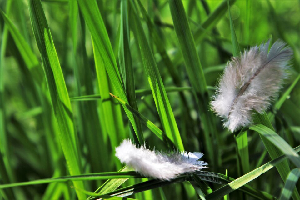 Leaf summer feathers