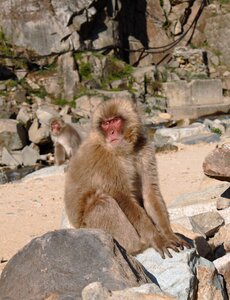 Primate macaque snow monkey photo
