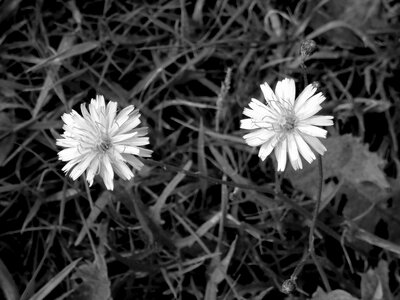 Floral blossom black and white photo