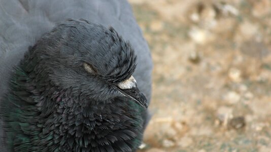 Bird pigeon eye photo