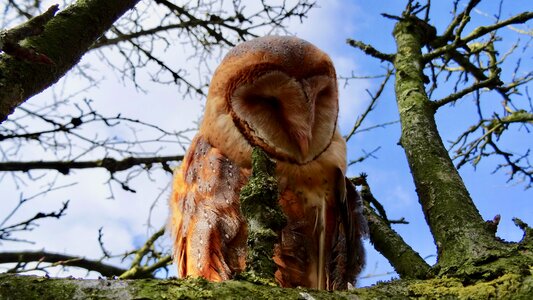 Animal world animals owl