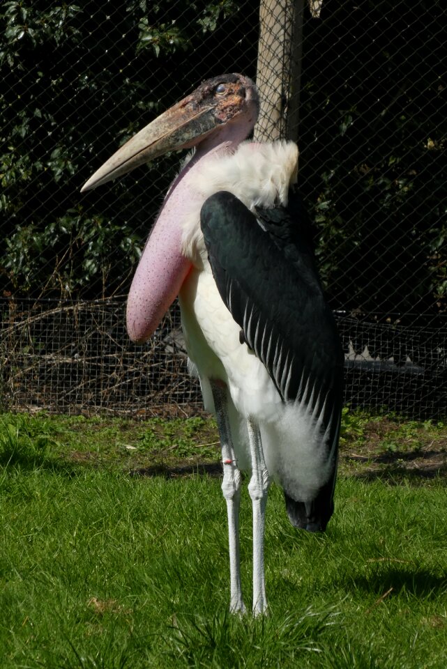 Rotterdam bird of prey nature