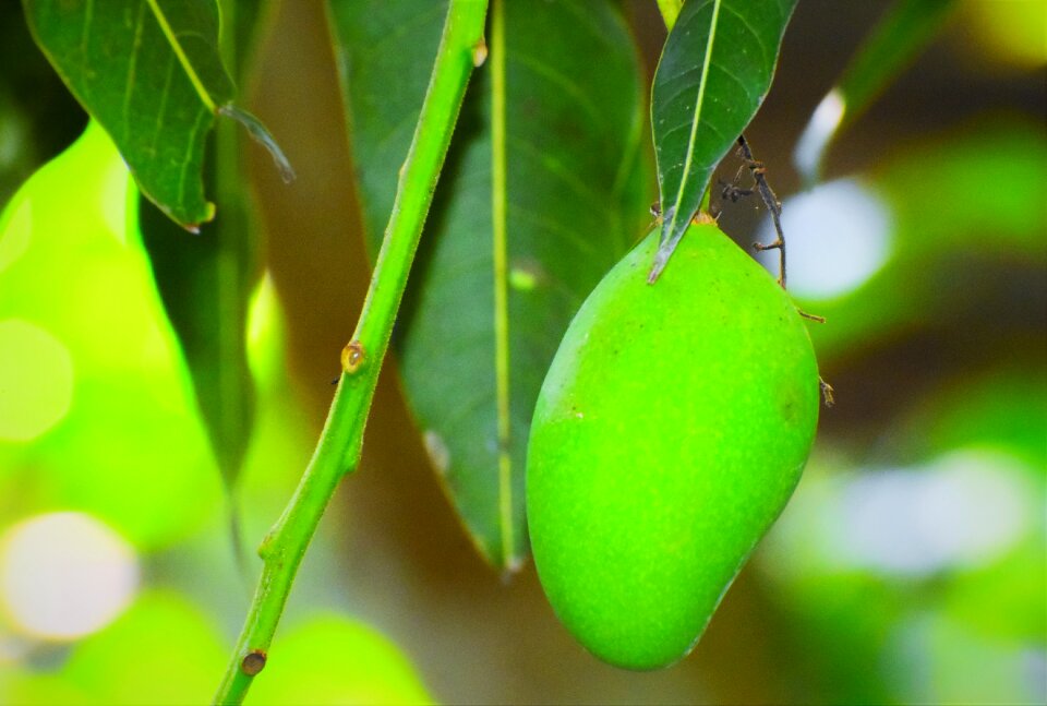 Growth food