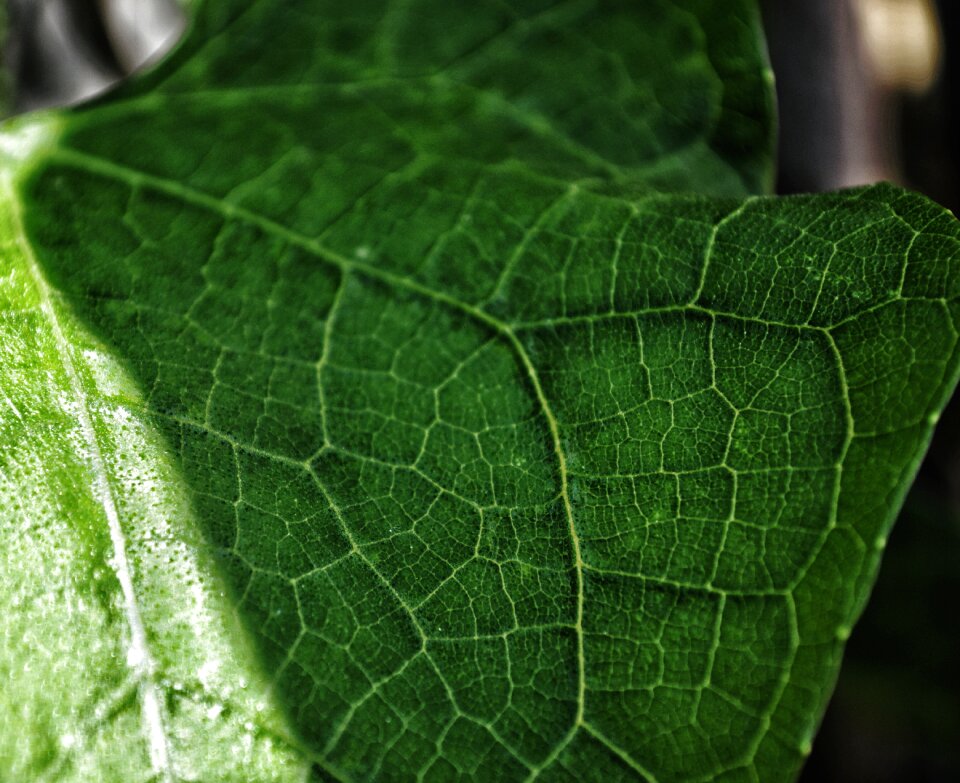 Environment dew garden