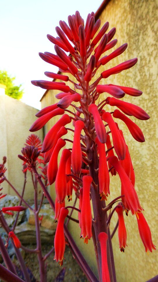 Flower cactus flowers