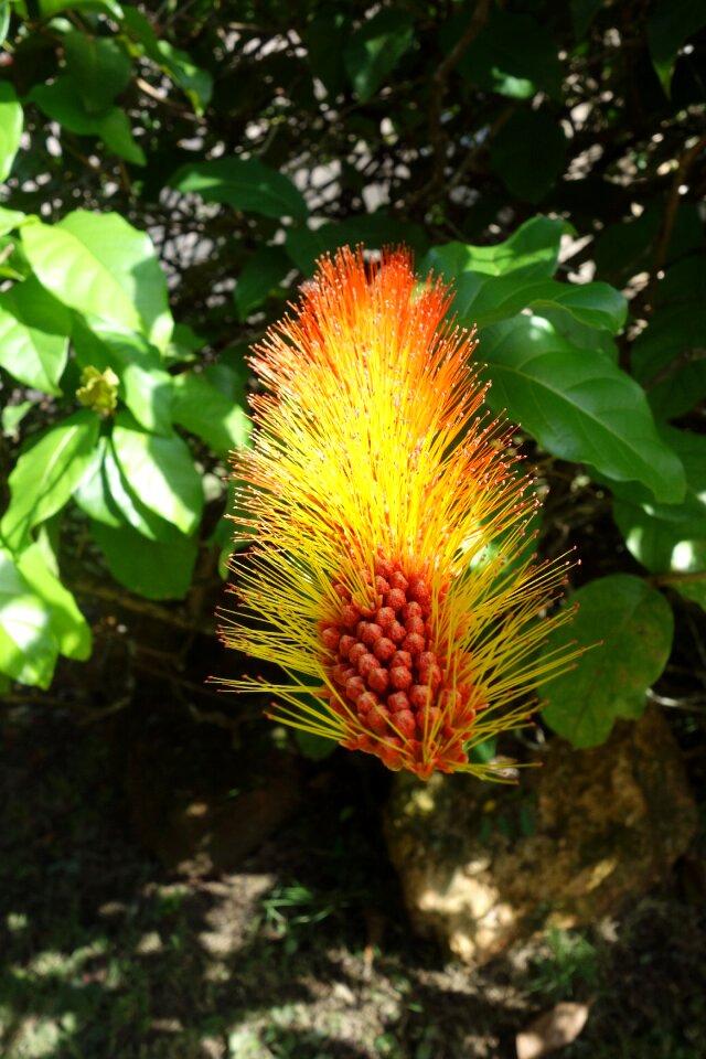 Summer flower suriname