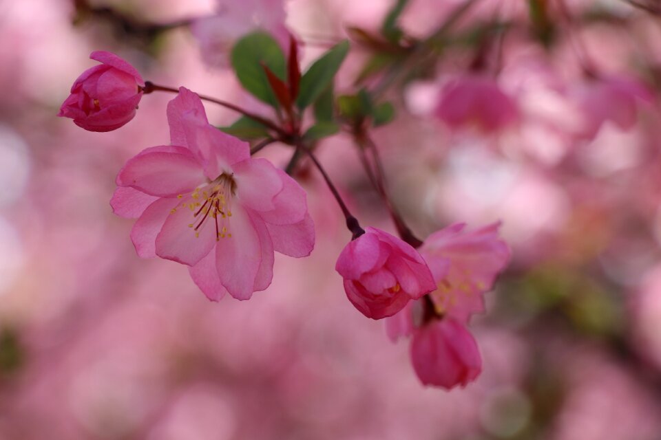 Flower nature Free photos