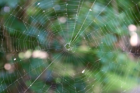 Arachnid dew