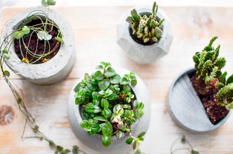 Cement diy flowerpot